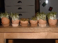 Quick Seed Swap - UK only