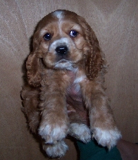 My Pet ATC