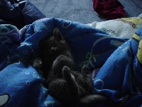 Cat Lovers!