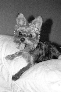 Dog Squeaky Toy Stuffies