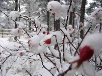 Frost Flowers & Snow Roses