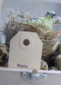 Pretty birds