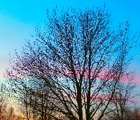 Free Expression Photo Swap