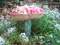Quicky Toadstool stuffie swap-EDITED DATES!