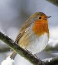 I Looove Robins!