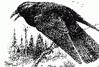 Crows ATC