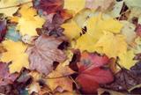 Autumn Themed Rolo