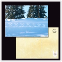 EDITED! 10 Postcards!!!  USA & INTERNATIONAL