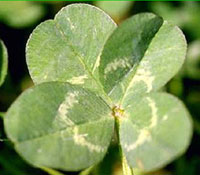 Bring me some luck