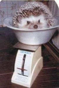 Private Hedgehog Swap