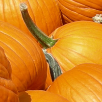 Pumpkin Atc