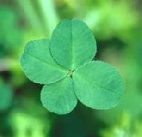 St Pattys Day Party