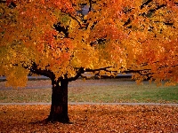 Fall Means To Me CD