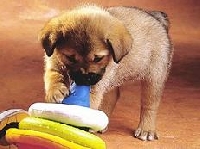 Pet-Stuff Swap