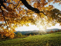Autumn Leaves