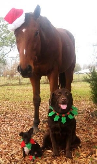 CHRISTMAS FOR OUR PETS :) CANADA / US  ONLY