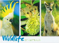 My children love postcards too! 