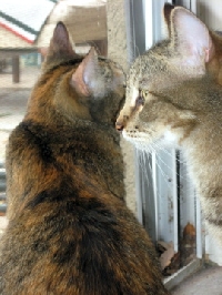 Cats! Cats! and Meow Cats! POSTCARDS~!