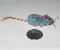Pet in a Matchbox