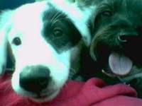 I love my dog...yours is cute too