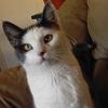 My Pet ATC