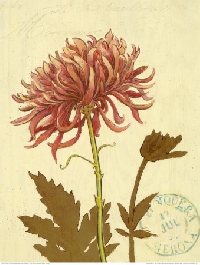 November's Birth Flower / Chrysanthemum ATC Swap