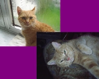 CATS ... MIAAUUUUWWWW