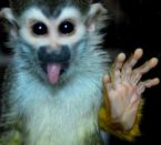 Monkey Matchbox !
