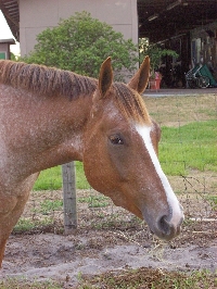 Horsey Themed Items