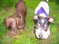 I ♥ My Dog