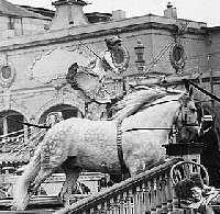 Equestrian Act Circus ATC