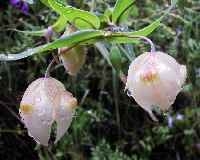 April Showers Bring May Flowers-Lyric Postcard
