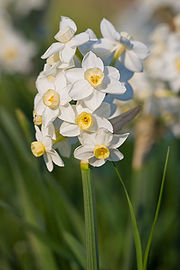 March's Birth Flower