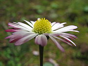 April Birth Flower Swap - DAISY