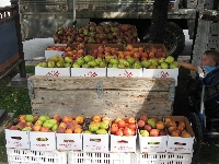 Photos of your Farmer's Market