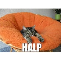 CATS CATS CATS XI