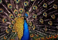 Peacock Themed Bookmark Swap 