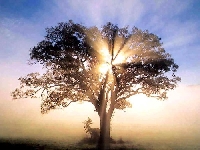 Poetry, Tea and a Tree.
