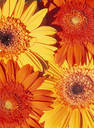 color combo swap *yellow/orange*