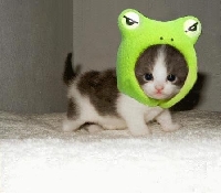 kitty katt lovers 