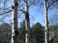 Trees & More Trees Swap