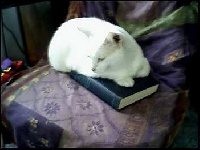 Private swap - white kitties