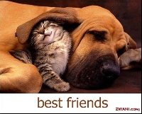 pampered pets