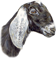 Sweet, sweet goat ATCs