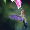 Hummingbird ATC - USA
