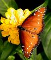 Butterfly Themed Matchbox - USA