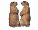 Groundhogs Day postcard!