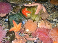 FAA Lucky Parcel #38: Oceanic