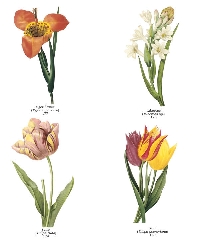 Newbies,Oldies Your Favorite Flower ATC
