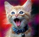 Pretty Kitty ATC